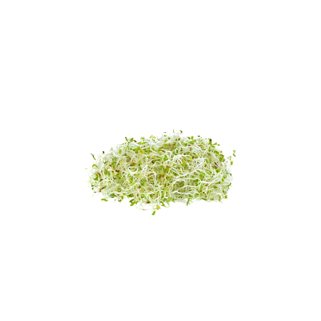 Organic Alfalfa Sprouts