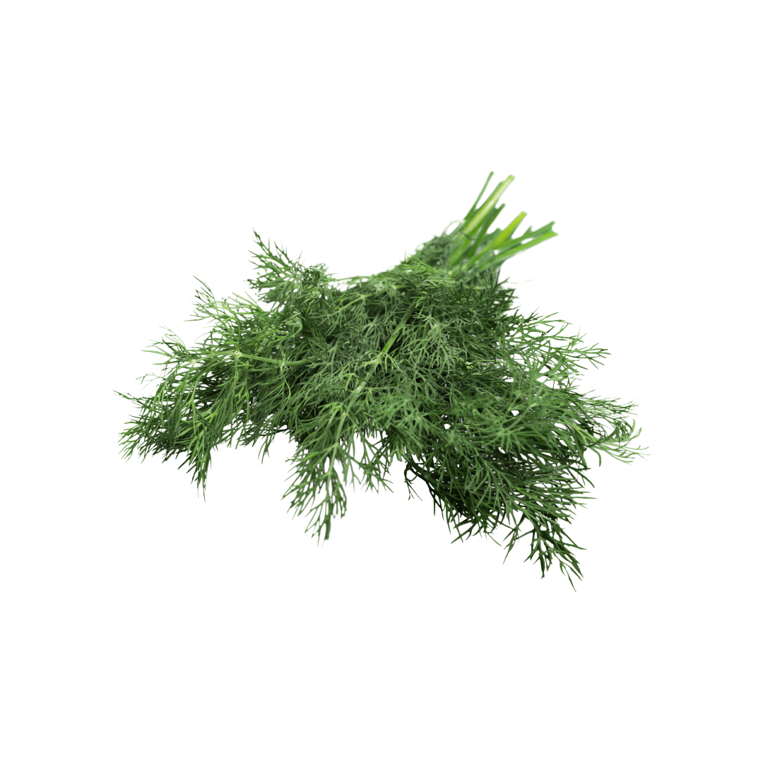 Organic Dill