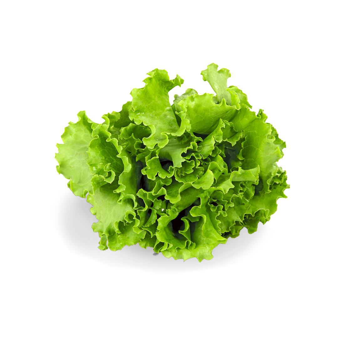 Organic Green Butter Lettuce