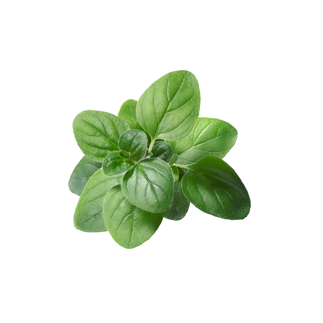 Organic Oregano