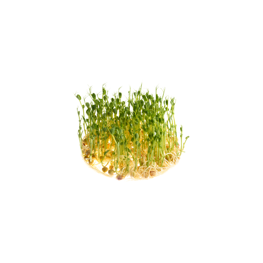 Organic Pea Shoot Sprouts