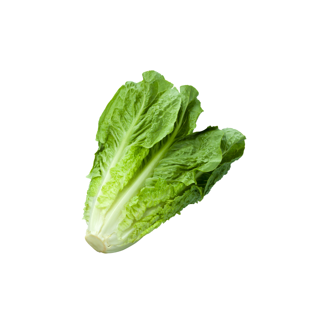 Organic Romaine Lettuce